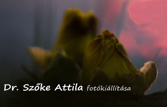 harom-rozsa-rszombat-kiallitas-2014-1