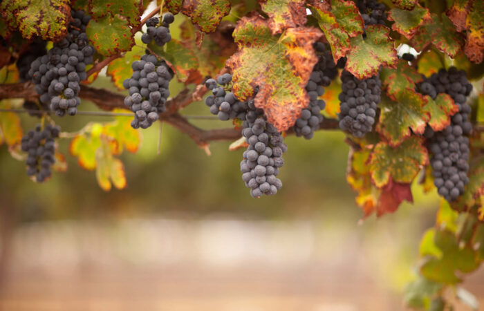 grape_harvest