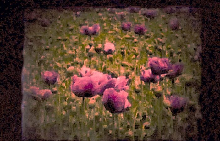 meszaros-magda-foto-2014