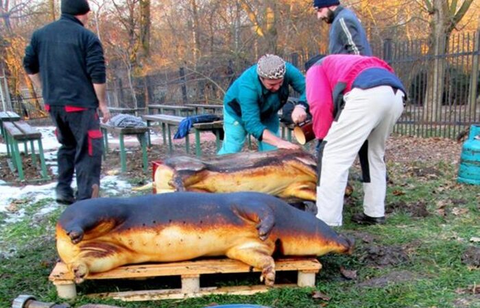 zseliz-disznovagas-1-2016