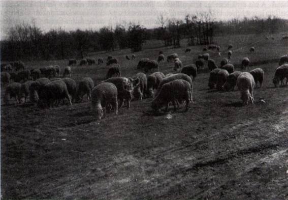 mozi-folk-musor-2017